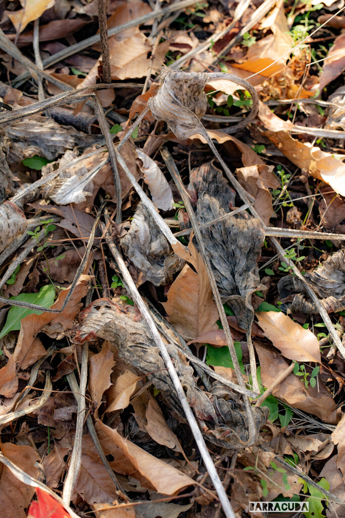 落ち葉シリーズ②