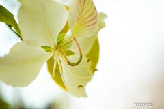 小石川植物園にて⑨