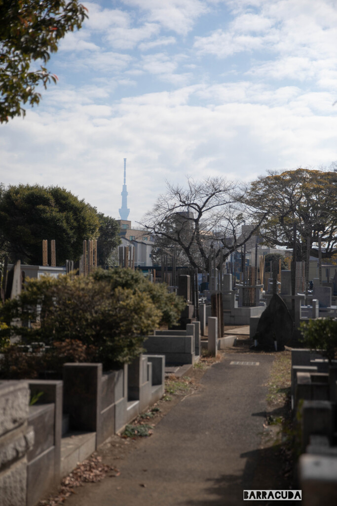 谷中霊園とスカイツリー