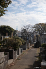 谷中霊園とスカイツリー