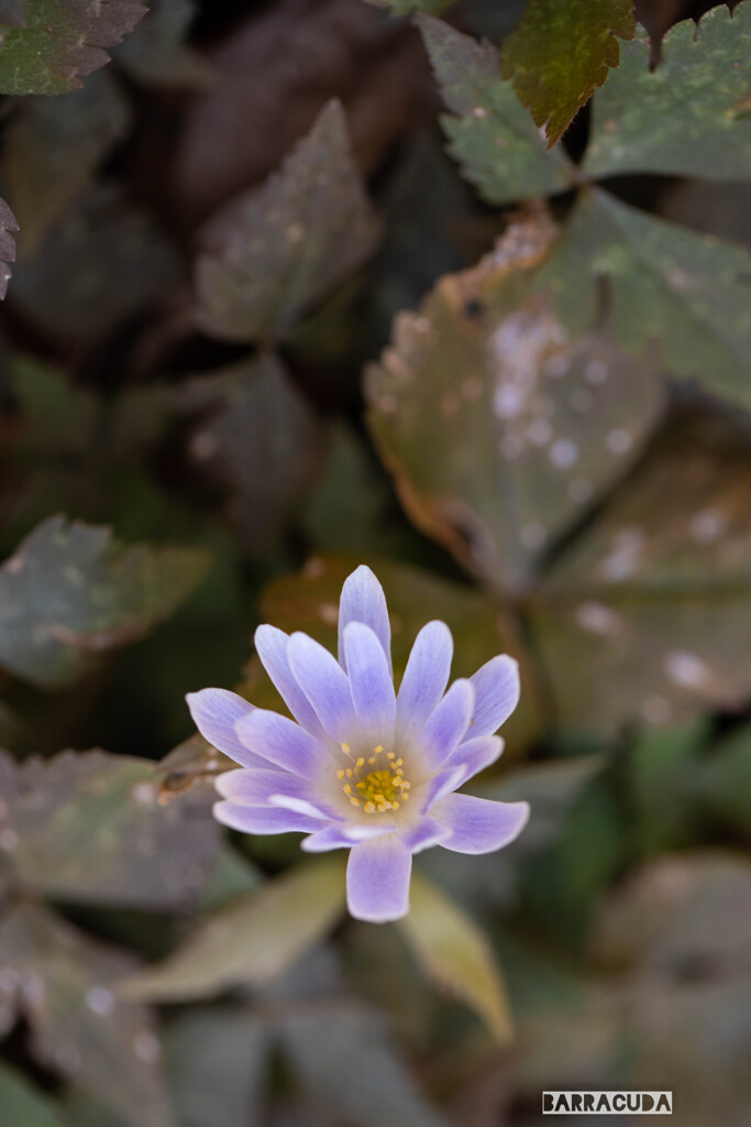 花を訪ねて⑤　キンポウゲシリーズ