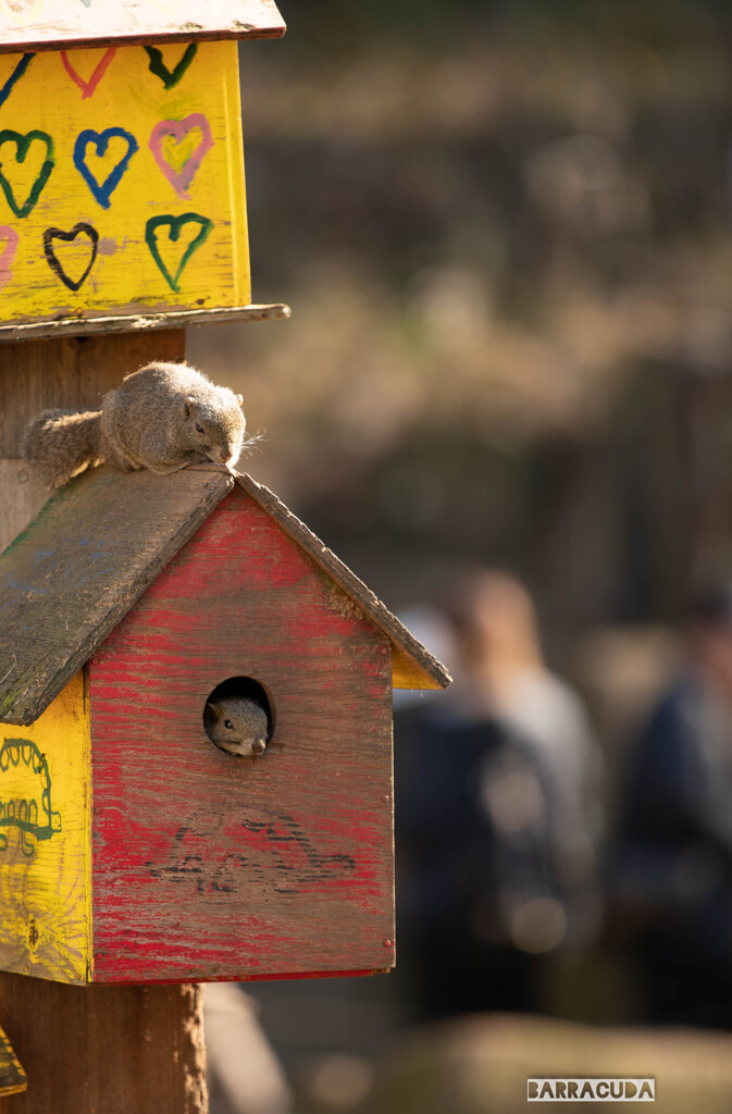 薬師池公園とリス園⑧　今日も人が多いな～