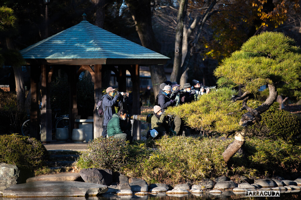 カワセミハンター！！