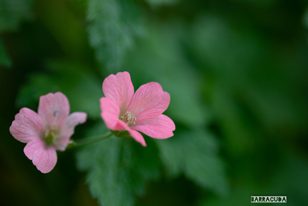 この淡いピンクを知るまい！