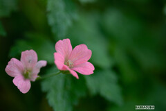 この淡いピンクを知るまい！