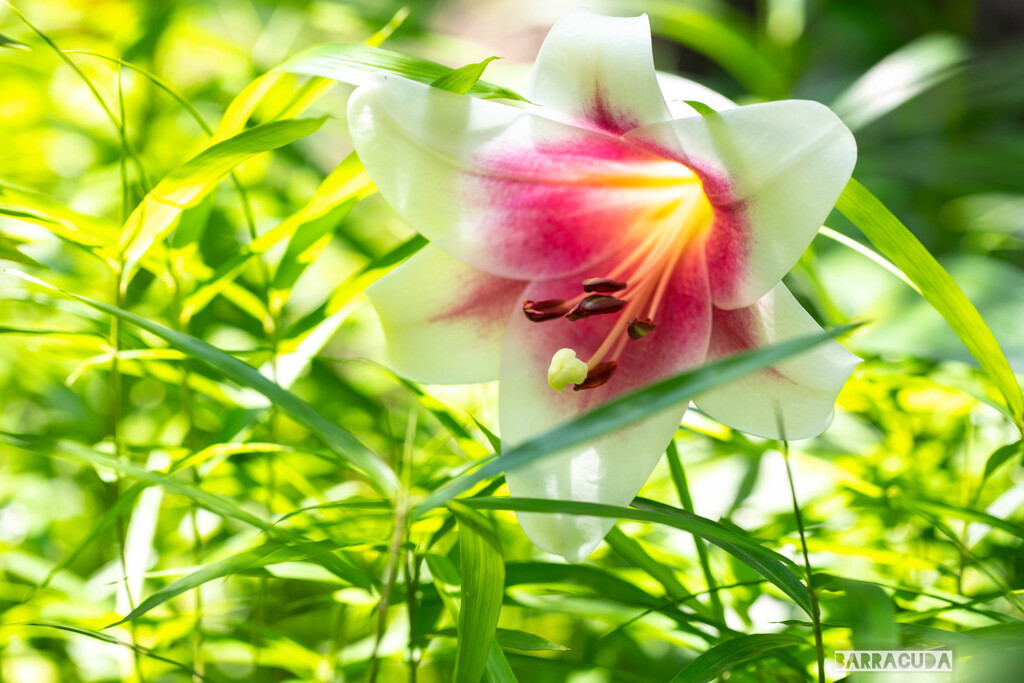 ユリシリーズ⑥