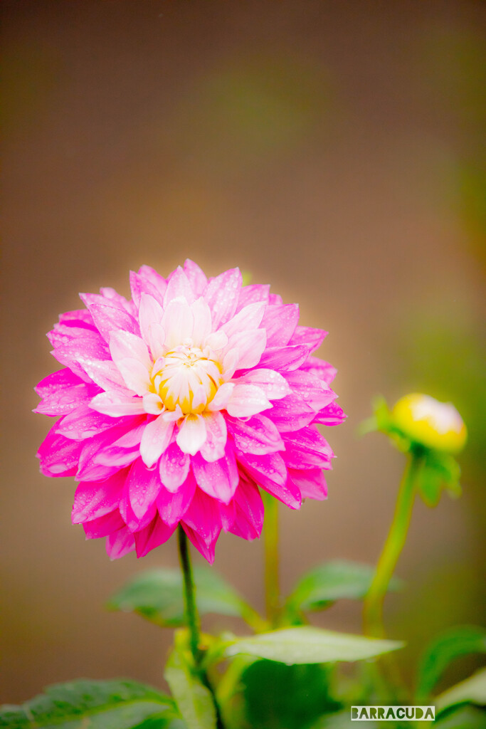 冬に見る夏のダリア②