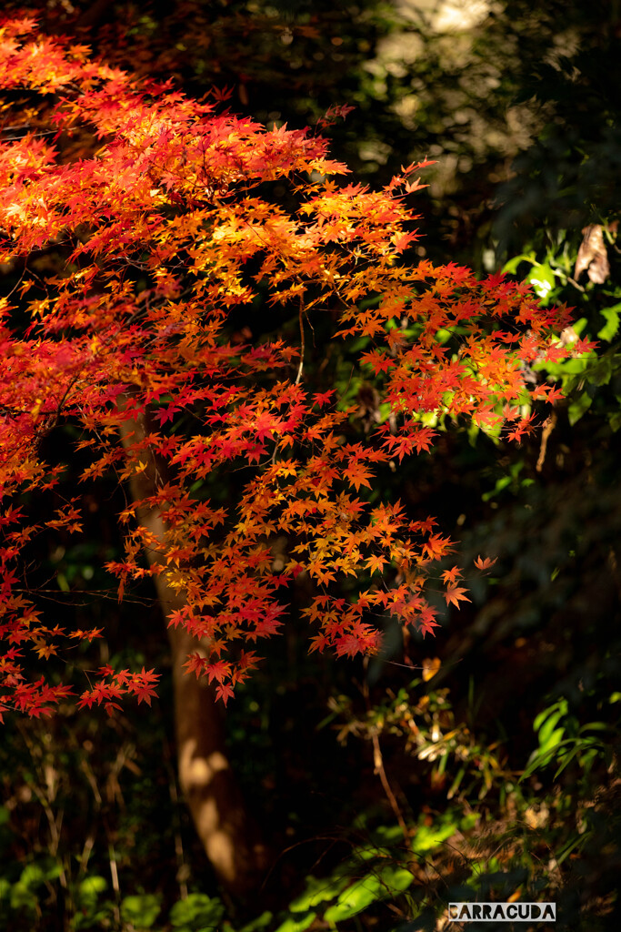 こども植物園の紅葉④