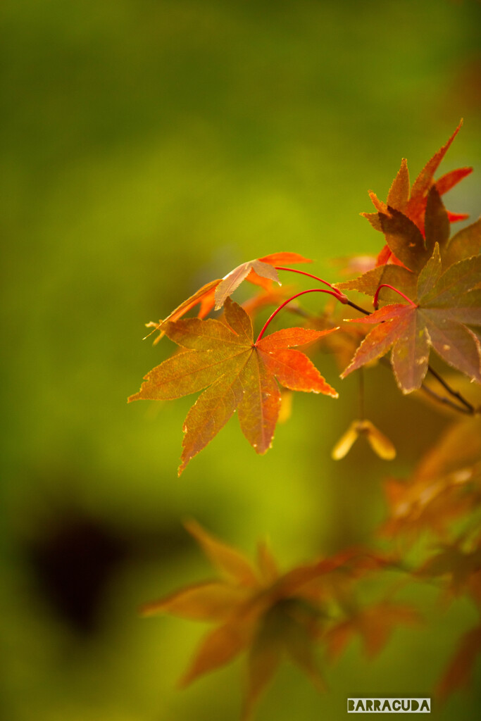 浄真寺・モミジ