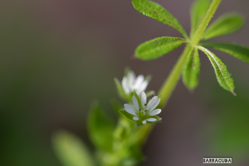 舞岡の名も知らない草花②