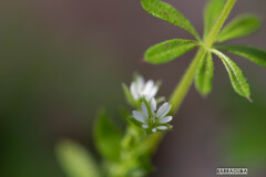 舞岡の名も知らない草花②