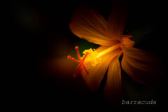 遊んでみました((+_+))①