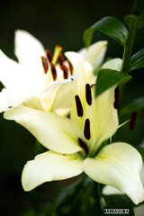 ユリシリーズ①