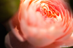 こども植物園の初夏⑧