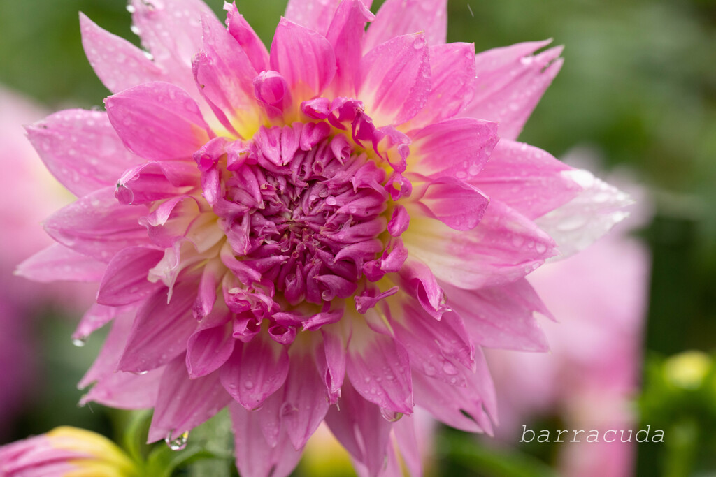 町田ダリア園シリーズ⑩