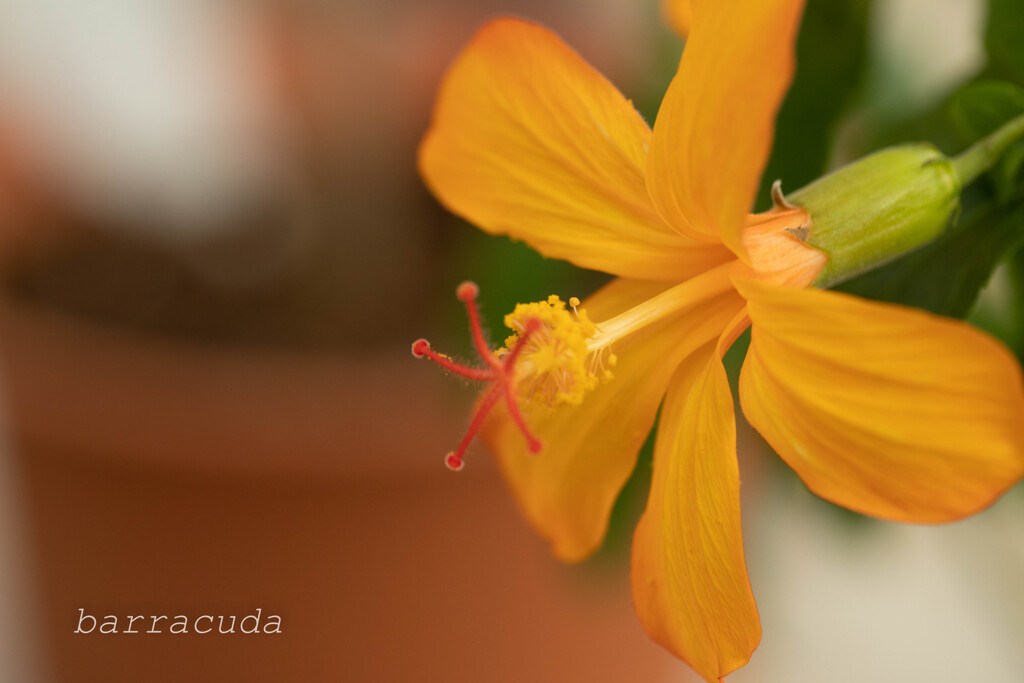 大船フラワーセンター⑦