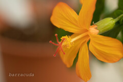 大船フラワーセンター⑦