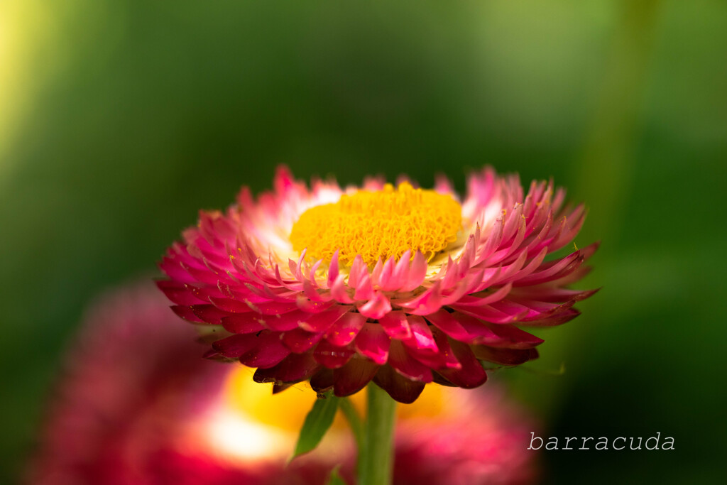 おもしろいからあげてみました！①