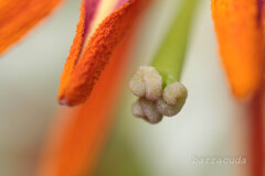 マッチ棒のような・・