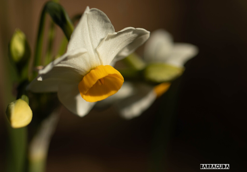 こども植物園草花シリーズ①　スイセン