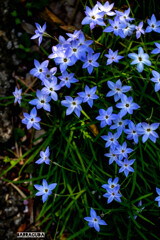 ハナニラシリーズ⑤