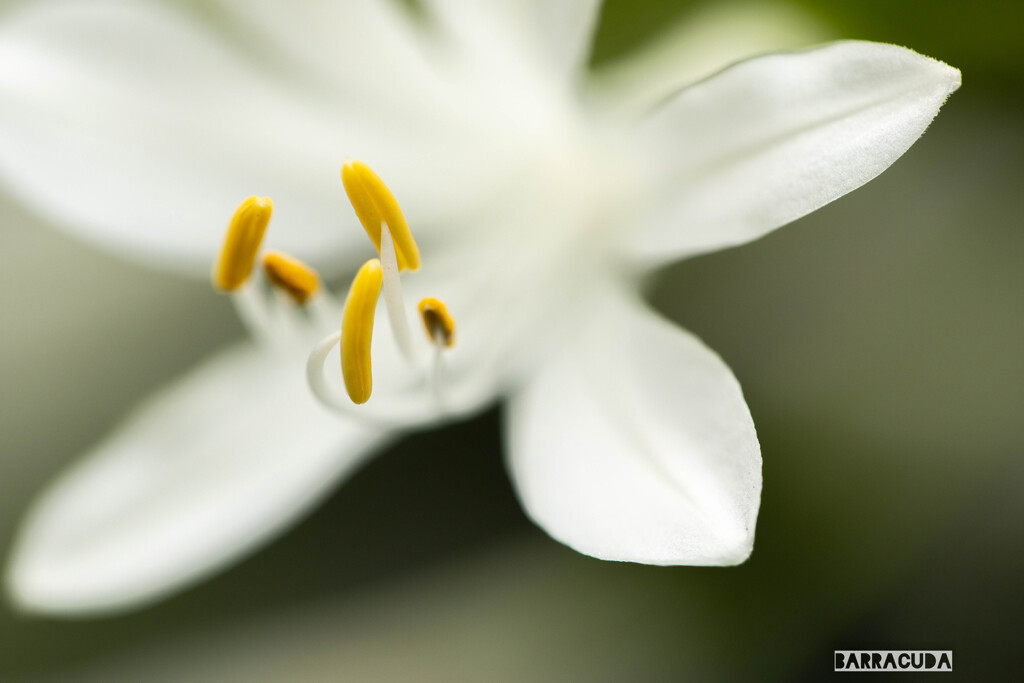 丘公園から馬車道へ（お花編）①