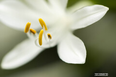 丘公園から馬車道へ（お花編）①