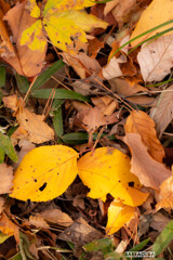 落ち葉シリーズ③