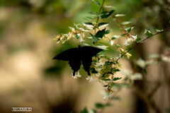 長久保公園にて⑤