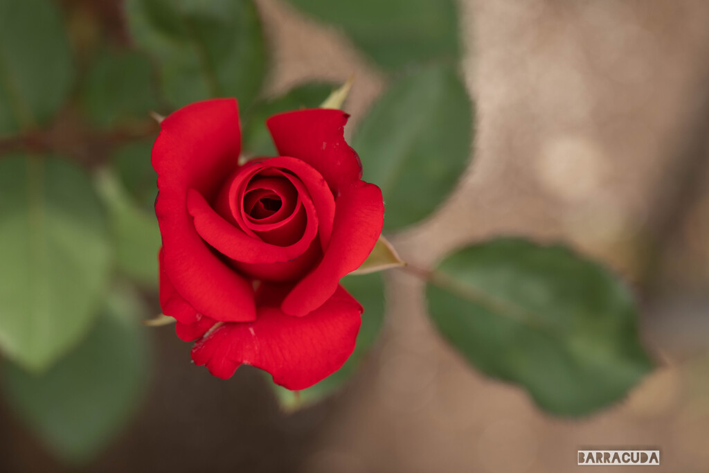 こども植物園の初夏⑦