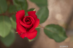 こども植物園の初夏⑦