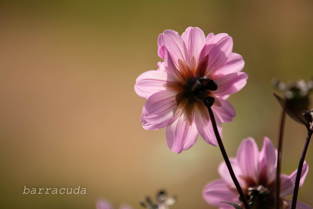 横浜こども植物園にて５