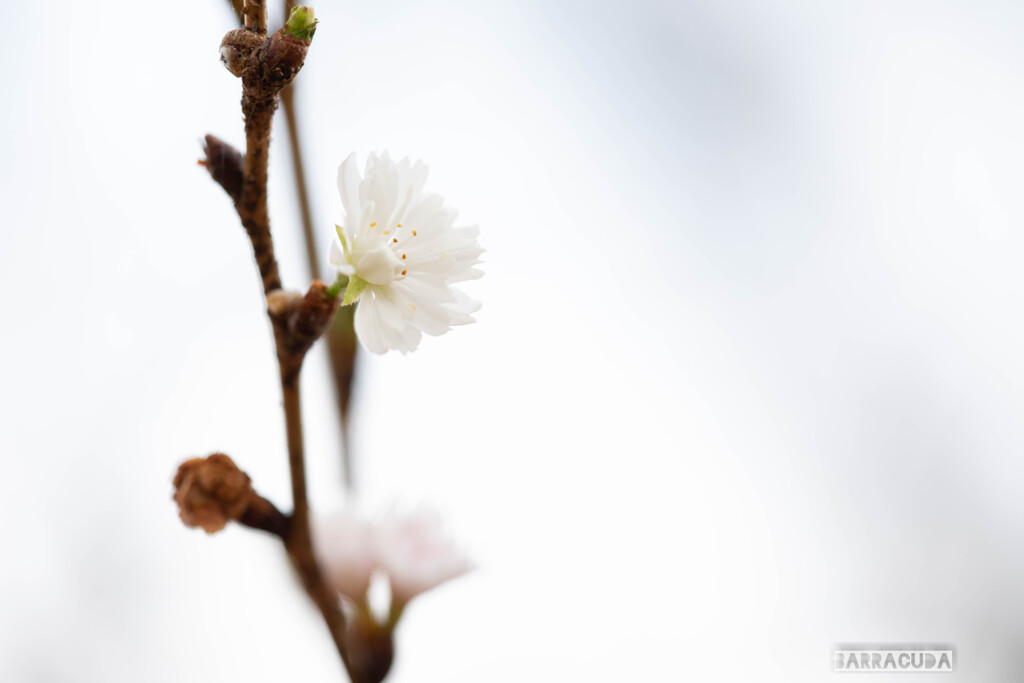 枝に咲く花⑥