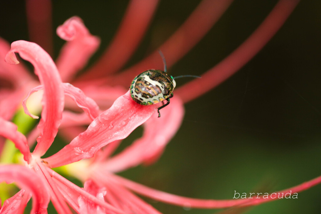 無視できない虫シリーズ⑦