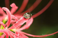 無視できない虫シリーズ⑦