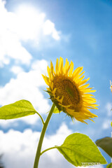 横浜のひまわり畑②