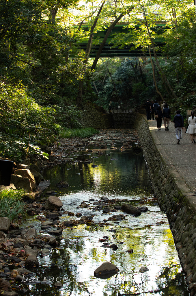 等々力渓谷へ⑧