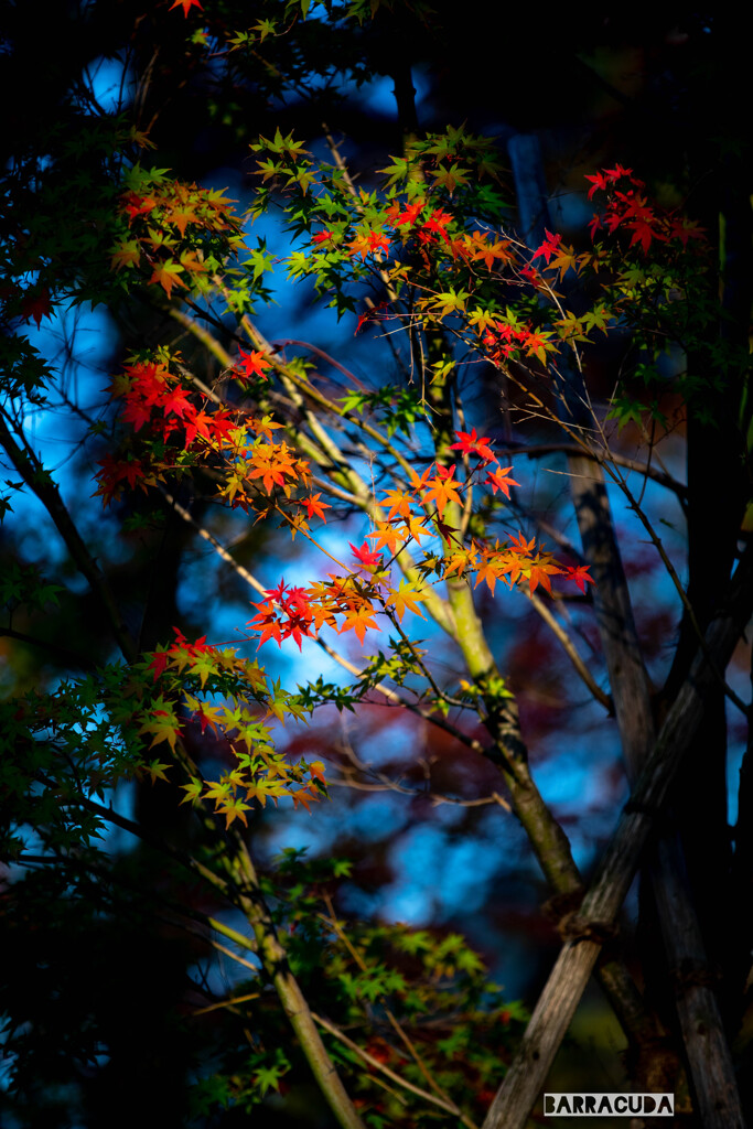 洗足池・ホワイトバランス調整