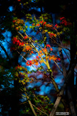 洗足池・ホワイトバランス調整