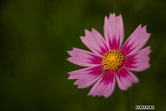 晩夏の花たち②
