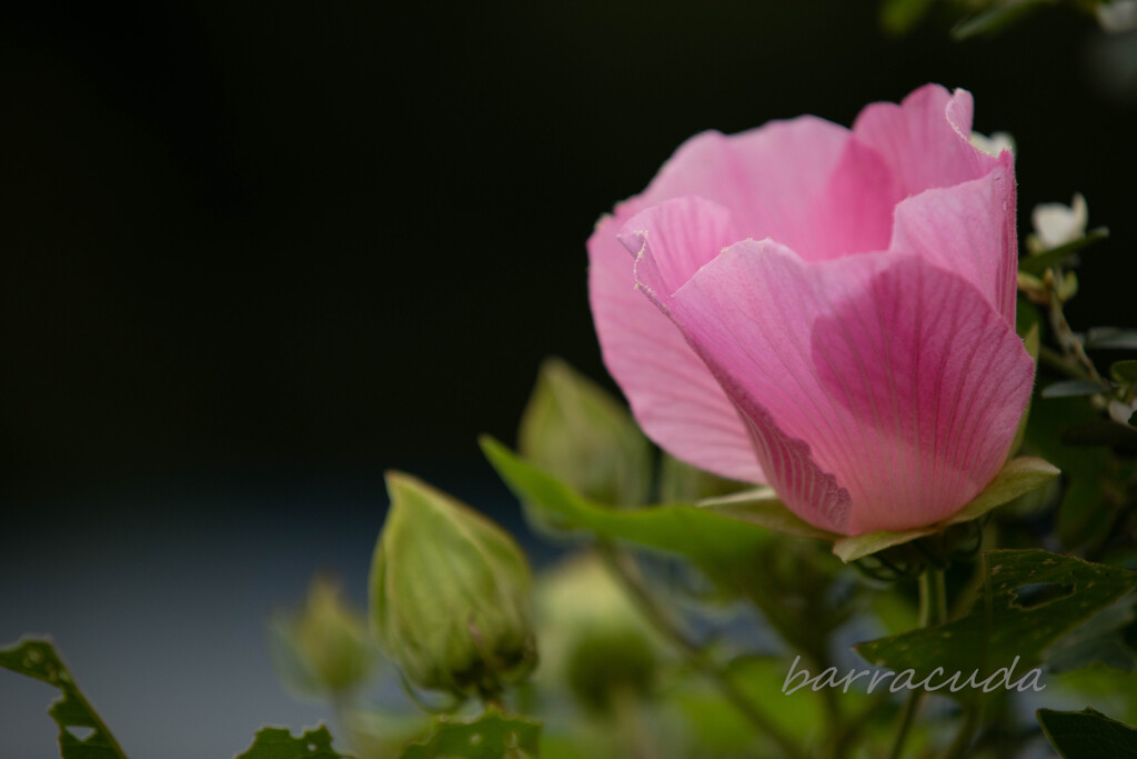 舞岡公園シリーズ