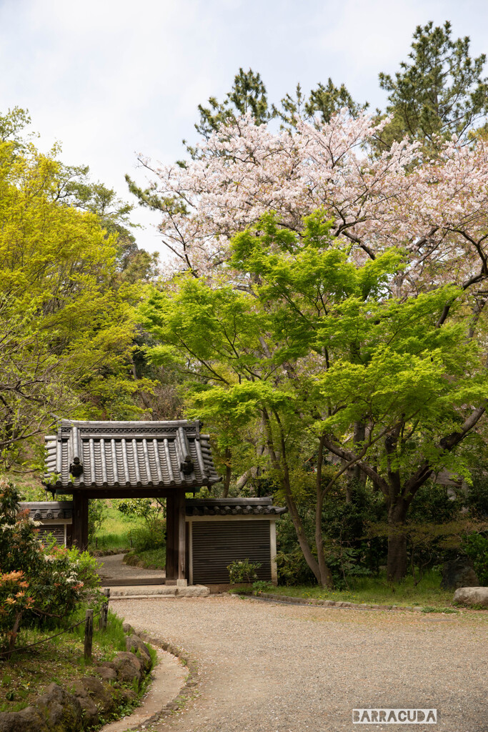 三渓園と根岸森林公園①