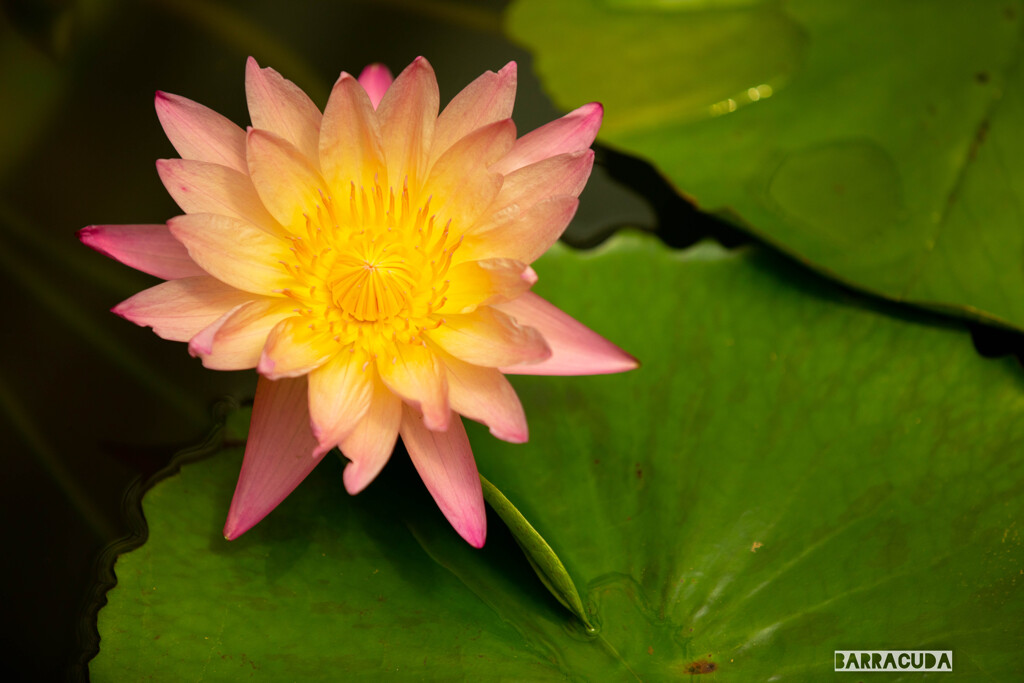 神代植物園・スイレン⑥