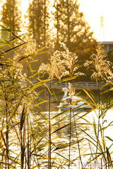 ススキが映える洗足池