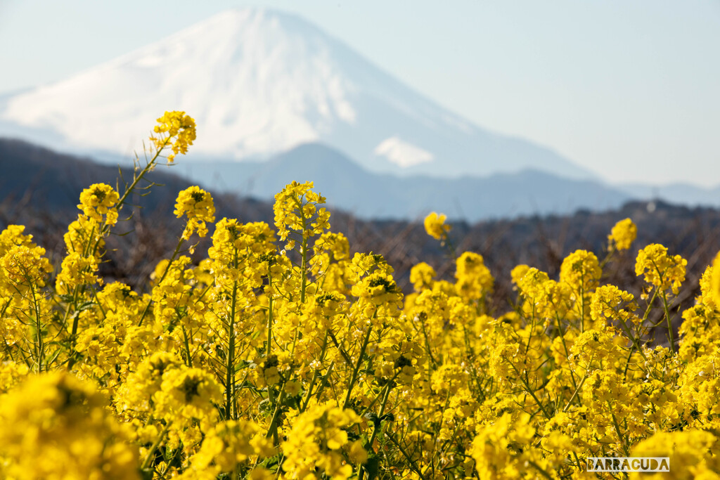 菜の花と富士④