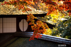 最後の紅葉・三渓園⑦