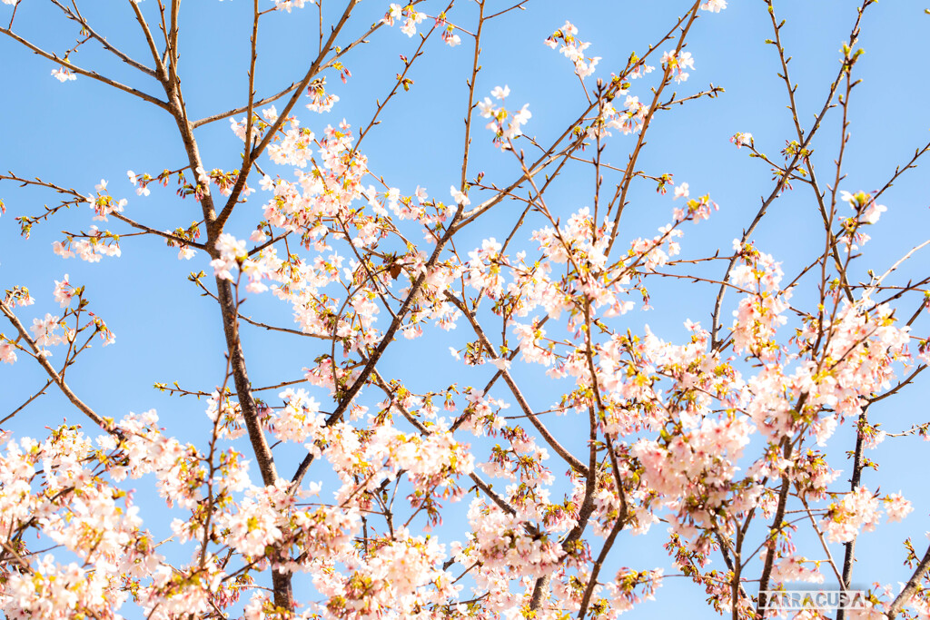 The　春　って感じ