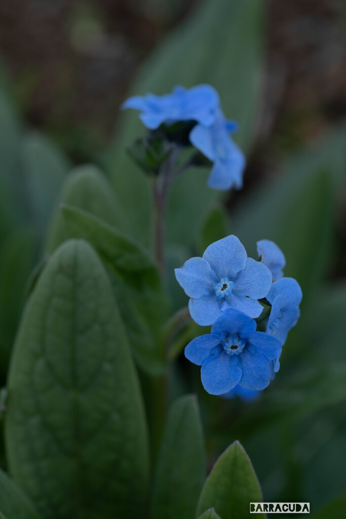 山下公園・港の見える丘公園の花シリーズ⑮
