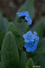 山下公園・港の見える丘公園の花シリーズ⑮