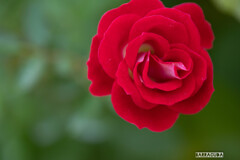 横浜イングリッシュガーデンにて②